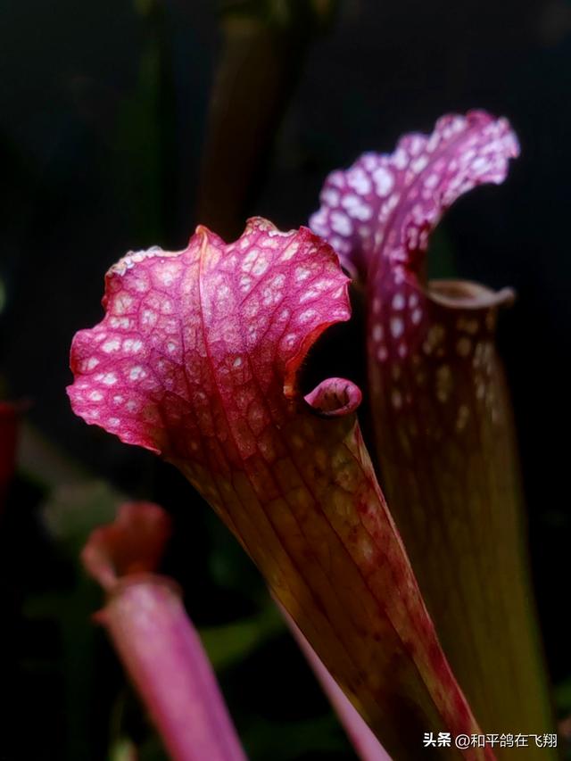 厦门植物园：邂逅自然的绮梦