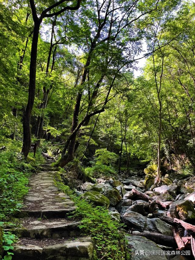周末避暑好去处|走进绿意森呼吸,邂逅山间清凉