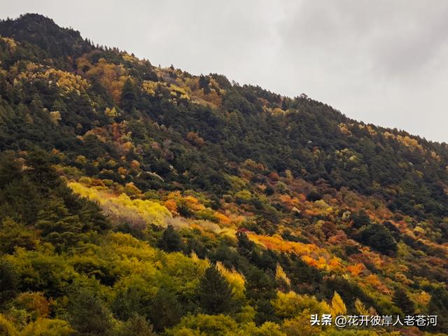 米亚罗彩林季，观赏一日游！