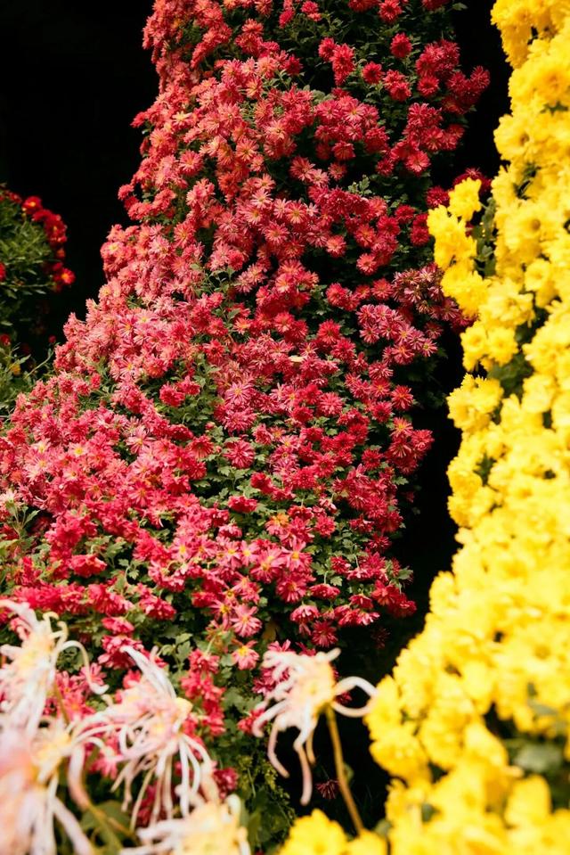 秋假免门票！抓住秋天的尾巴~来龙苍沟秋假赏秋领限定奖牌！