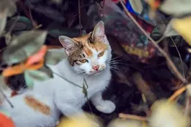 让10个小可爱获得免费救助，1月1号快来关注→图片