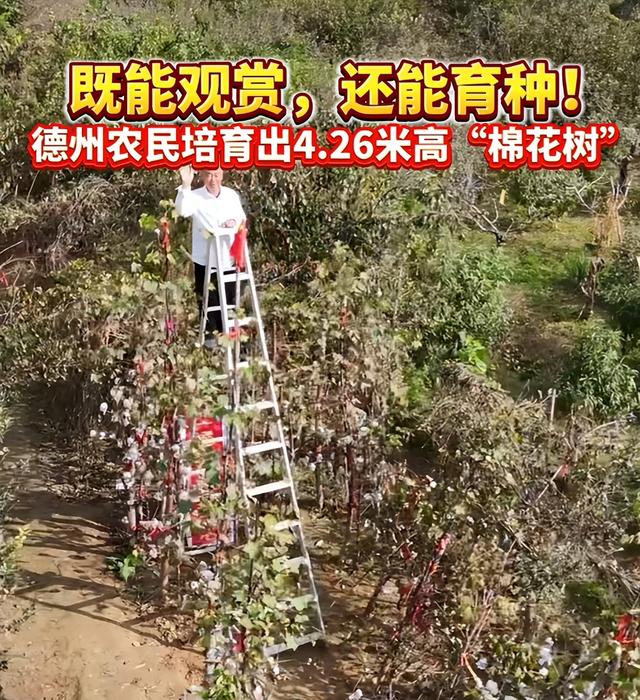 农民又立大功！德州62岁农民种出4.26米高的，1棵结136个