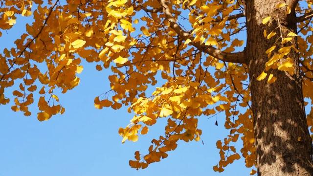 限定秋色！孝昌小悟千年银杏美出圈