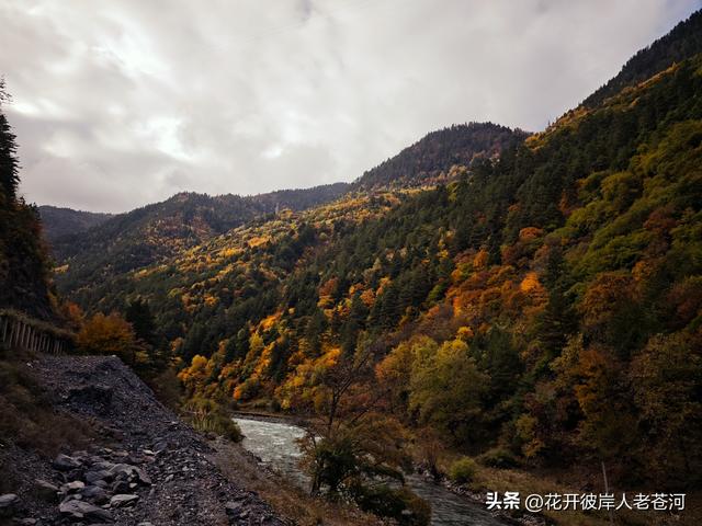 米亚罗彩林季，观赏一日游！