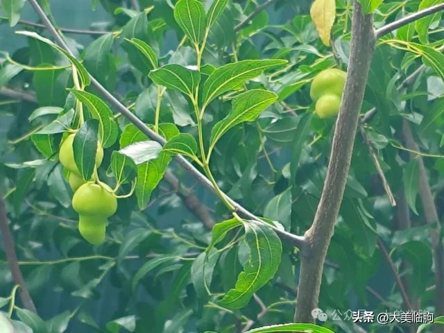 在临朐山里徒步，又见到一宝！这还是第一次见到这种东西！