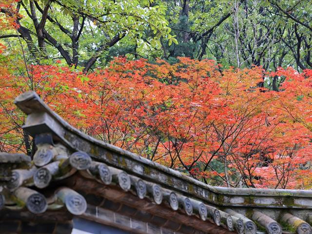 云南昆明最大的赏枫胜地，有6000余株枫树，红叶与古寺相映成趣