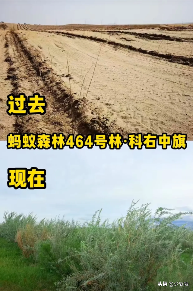 从偷能量到见真树！马云打卡蚂蚁森林，网友：我的梭梭树该看了