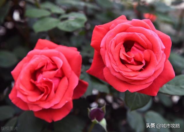 玫瑰花寓意非凡，男人会对谁发2朵玫瑰花？