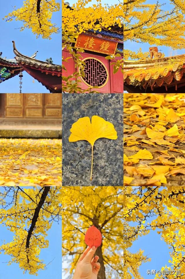 国庆充电选昆明丨秋日必追浪漫清单来袭！让我们在昆明，一起将生活“染”成诗的模样，附攻略→