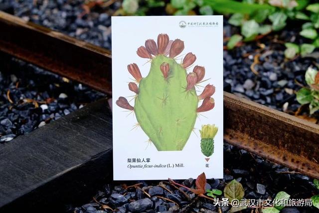 当武汉植物园来了“新朋友”！五大自助神器，等你来解锁