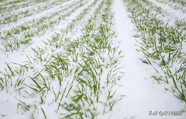 ❄️“今年大雪在清晨5点！老话‘上午大雪冰上走’准不准？”