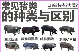 常见猪类的种类与区别，口感？特点？肉质？图片