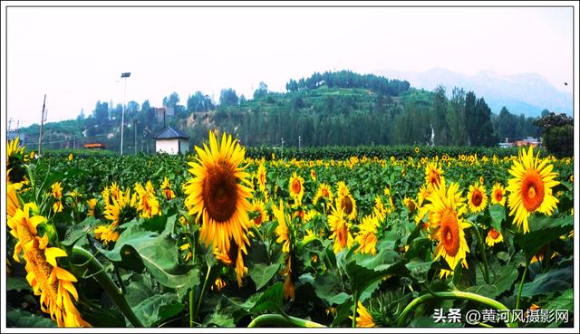 太行深处向阳花