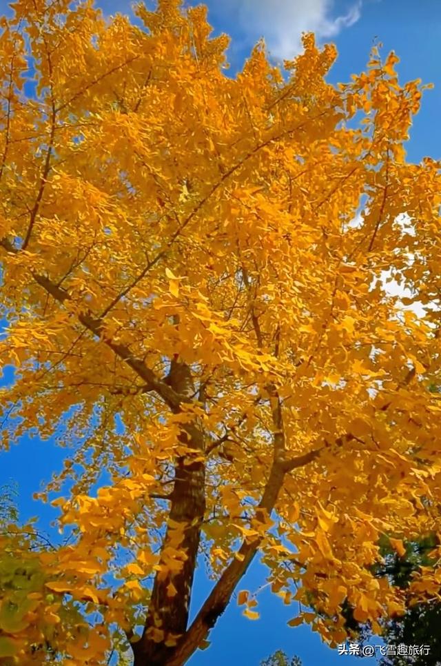 从杭州出发，一小时左右车程，五个风格各异的绝佳赏秋地