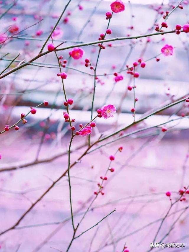 成都这波“梅”景太出片，错过再等一年~