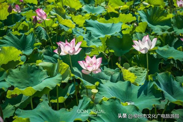 一个被严重低估的宝藏地！卸载48小时城市内卷，到鹿寨中渡加载山水与人间烟火