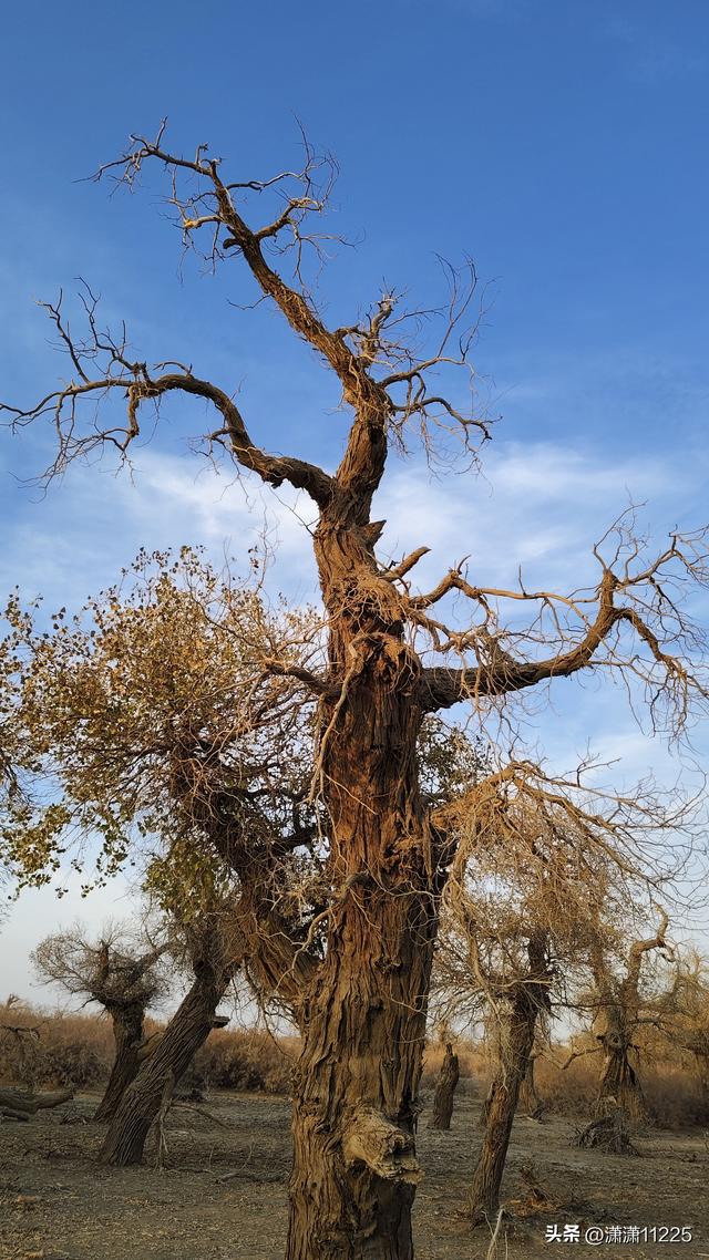 额济纳今年没有金胡杨，有的是创新的套路（1）