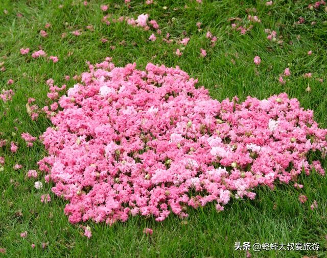 太神奇了，杭州第六届紫薇花展拉开帷幕，唯美秋色画卷，国庆来袭