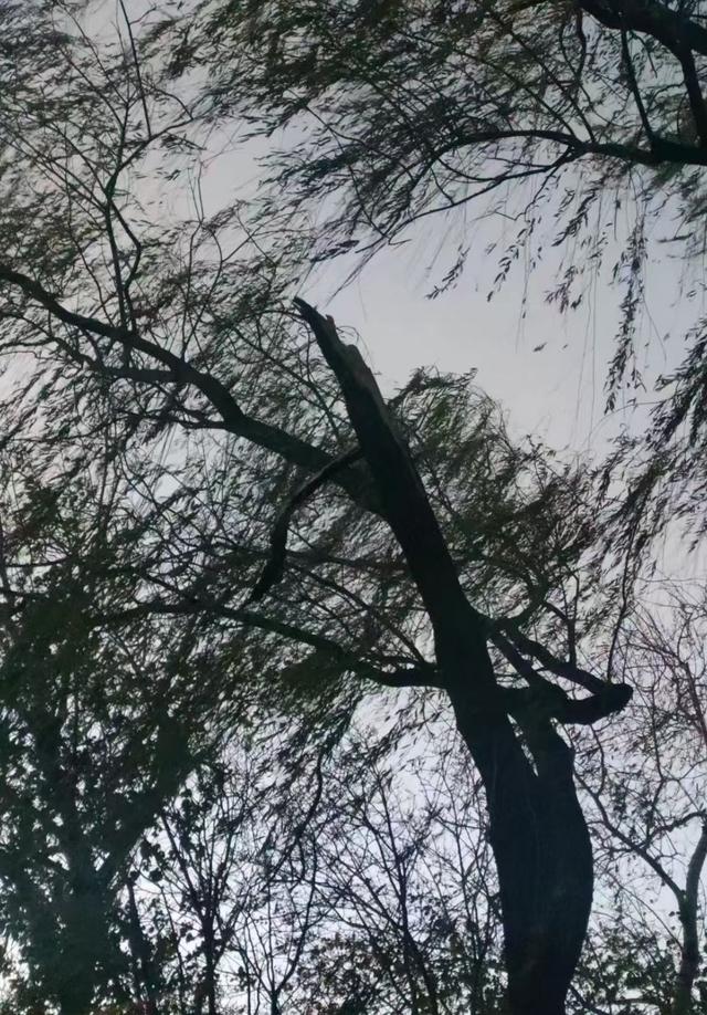 王林平随笔《周日路过地安门》