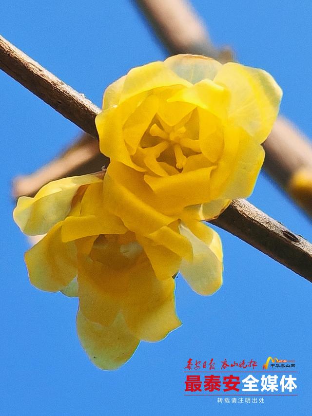泰山一天门素心蜡梅凌寒绽放