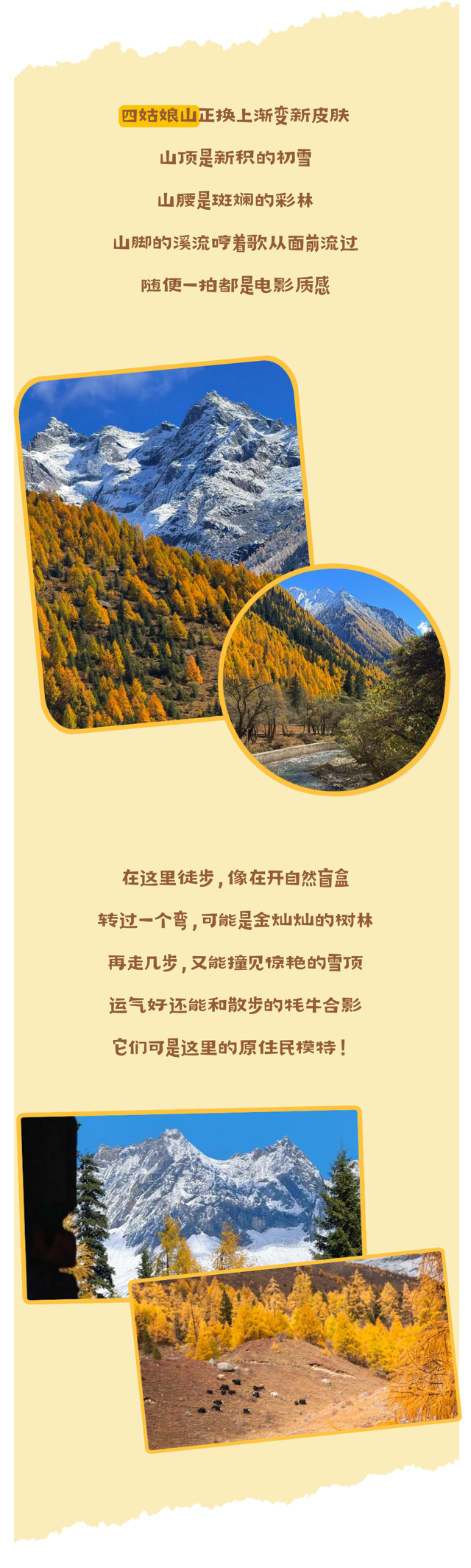 半山彩林半山雪！现在的阿坝美的我眼前一亮又一亮！