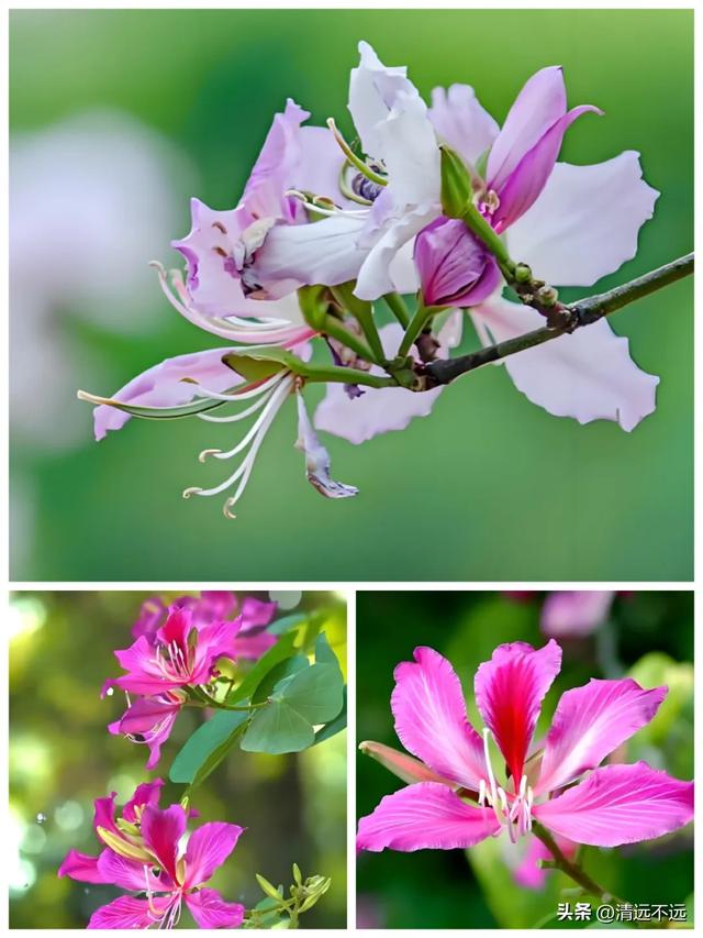 【免费观看】路园相连桥花相映|三月清远鱼水网红树正含苞待放