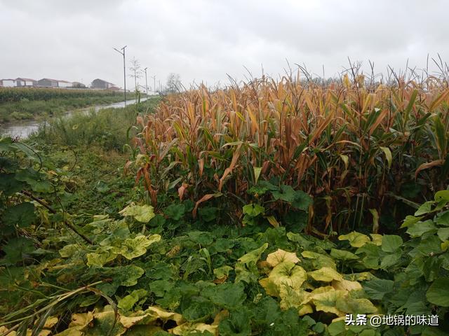 今日八月初一，老人说最怕“八月初一雨”，八月初一下雨啥预兆
