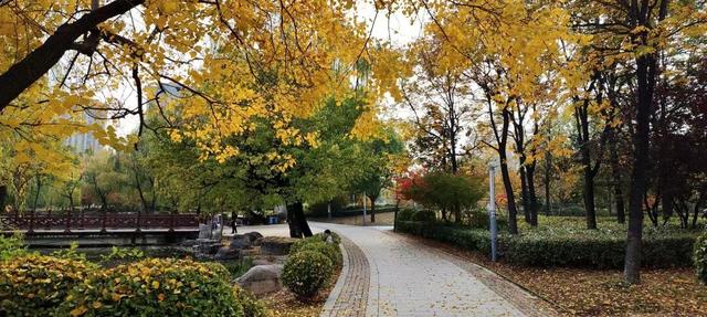 五彩斑斓！龙潭公园的初冬彩林，总有一抹色彩温暖你！