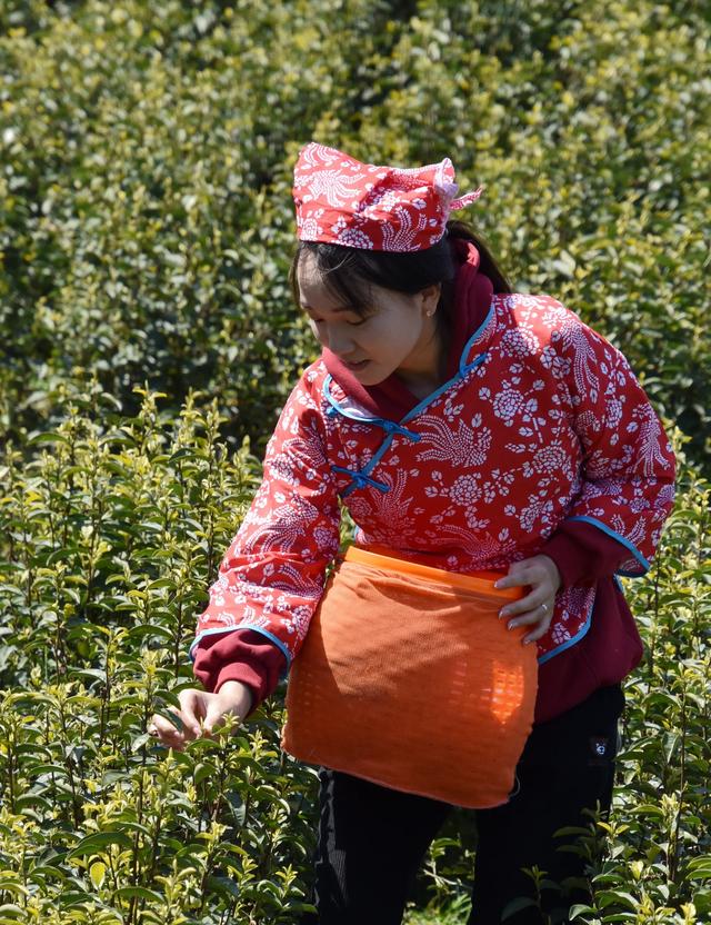 神奇骆崃山 , 99匹骏马想与你相见