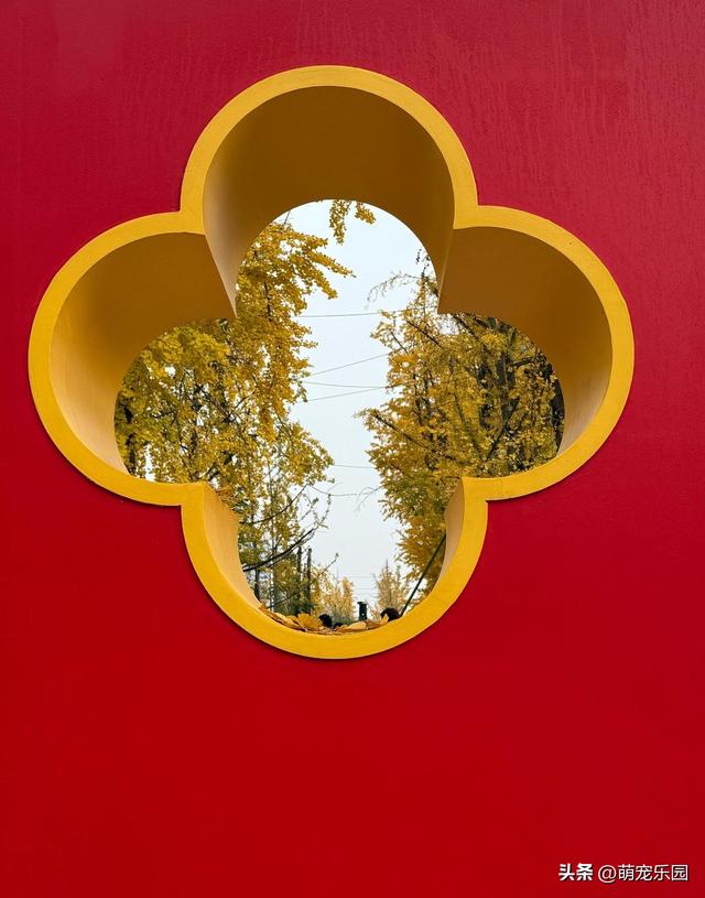 两江幸福广场银杏披金装，红墙作背景随手拍大片，错过再等一年
