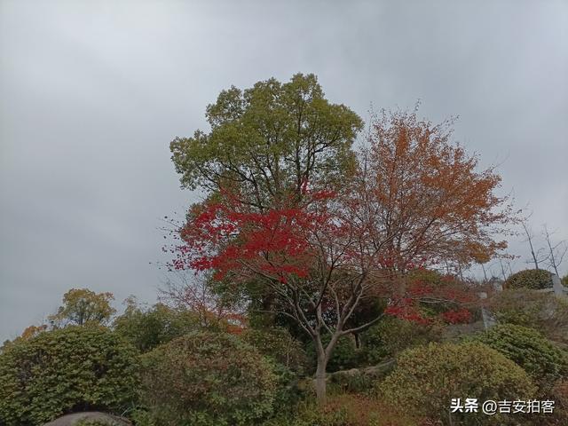 美丽吉安之安福：蒙岗岭公园初冬风光欣赏