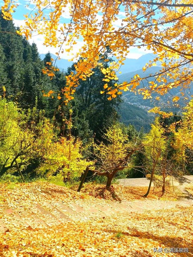 银杏染秋——九峰的金色童话
