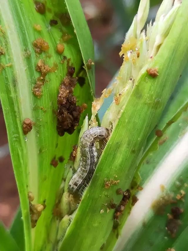 “最怕大雪一日晴”	，今日大雪，为啥怕？冬天冷不冷？早看早知道