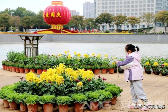 安阳市第32届菊花展开幕！持续到11月中下旬