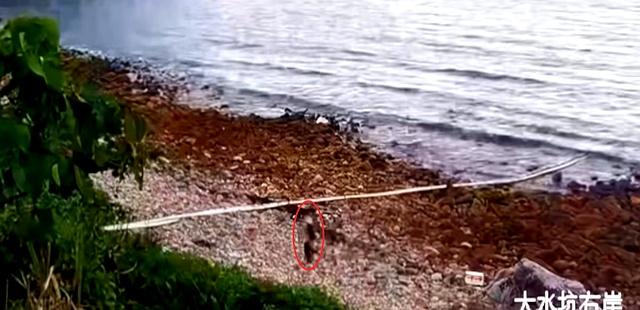 失联多日！蔡磊确认遇难，哥哥透露更多细节，有一个问题待解决