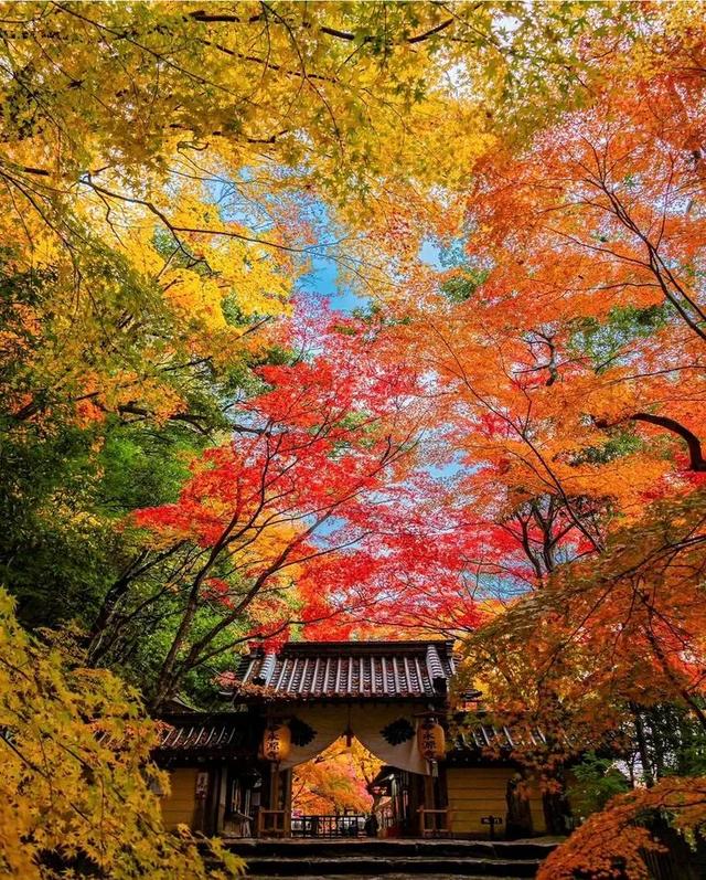 京都红叶狩完全攻略：从绝景到舌尖的秋日盛宴