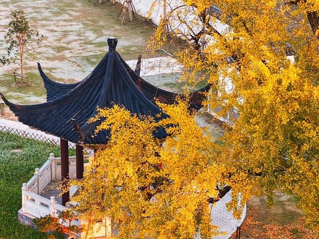 快来如皋打卡，错过就要等一年了🤩🤩🤩