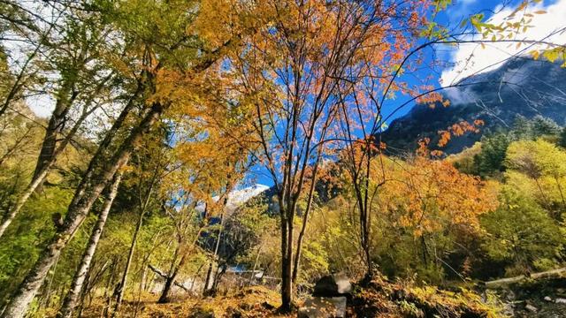 闯入秋日油画！松坪沟彩林巅峰绽放，泡私汤温泉，看千年非遗打铁花！