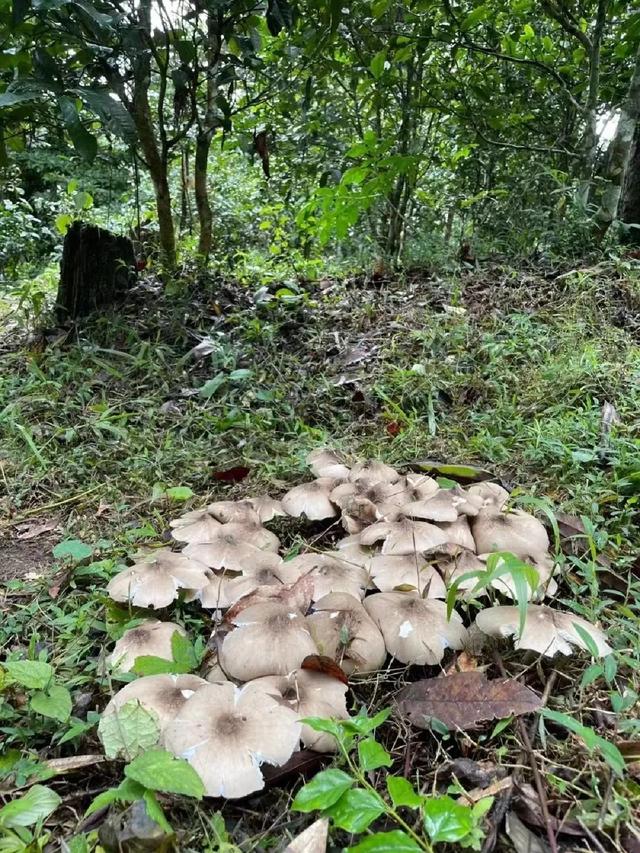 这个季节来云南，抓根树枝我们去“打野”
