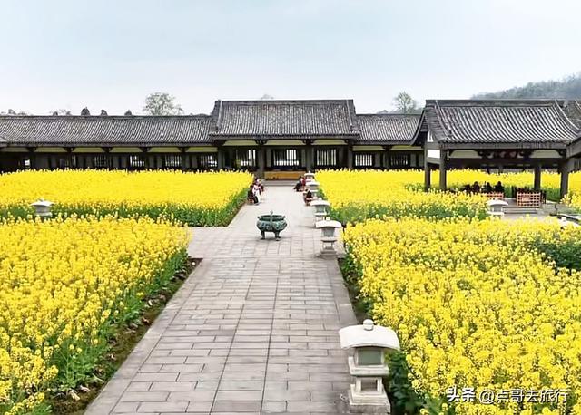 四川最美田园寺庙，寺中金黄油菜花超级惊艳，一座壮观盛唐庙宇！