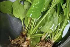 牙龈起泡几天不见好，婆婆用土方法煮水给我喝，第三天就全好了图片