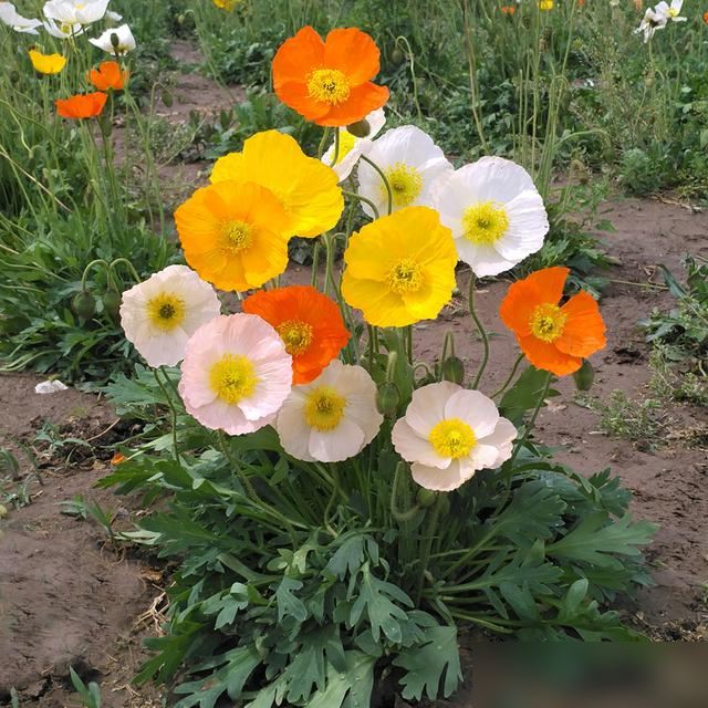 “家养6种花，不富还败家”，平常养的这些花，原来都“不吉利”