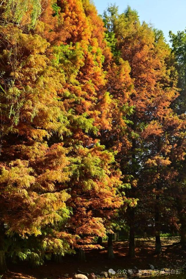 【爽游白云】曹关湿地公园的限定秋色