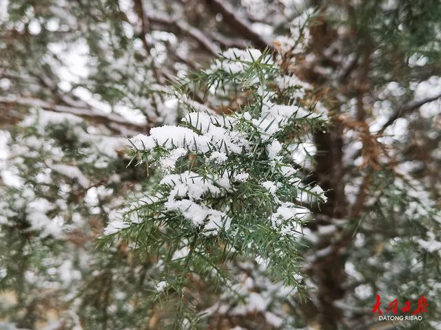 雪落平城！一场“认真的初雪”，给大同裹上冬日白纱～