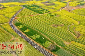 伊滨区：油菜花开春意浓 “美丽经济”促增收图片