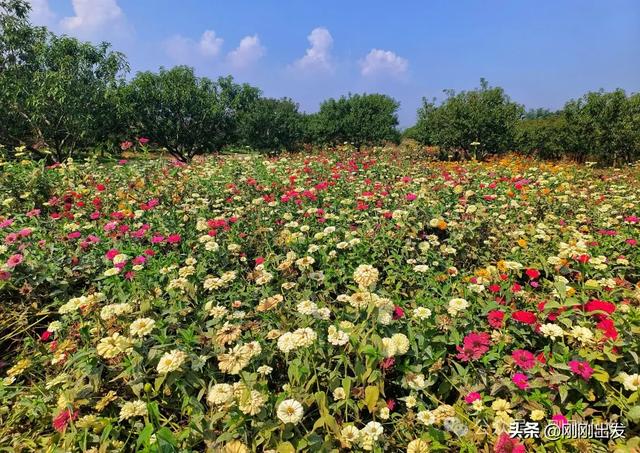 大连最美花海，中国园艺界标杆，十一假期就去这里赏花