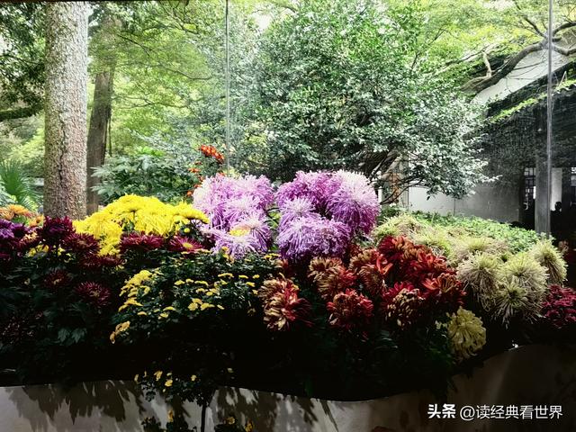 杭州植物园的菊花展——一场关于菊花的饕餮盛宴（二）