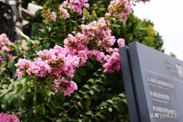 上海外滩观光平台紫薇花盛开，为都市增添一抹亮丽色彩