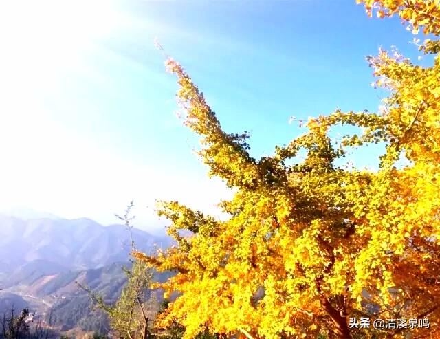 银杏染秋——九峰的金色童话