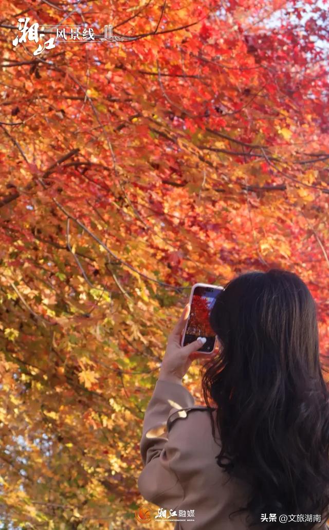 红了！湖南“追枫”地图更新